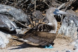 Blue-footed Booby (Sulanebouxii excisa)